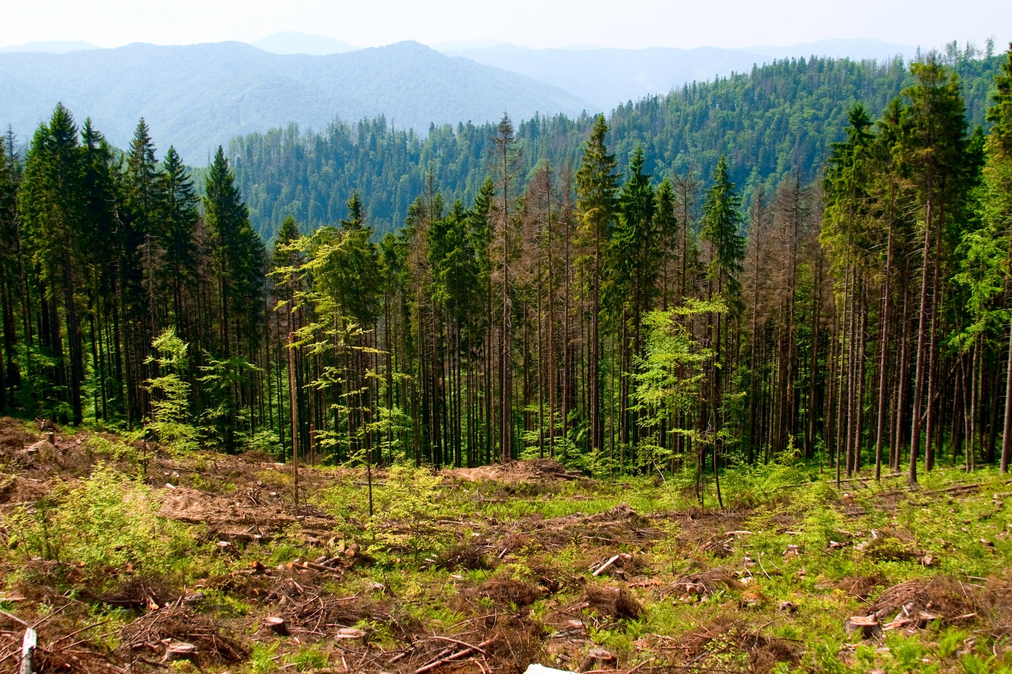 shutterstock_128288231